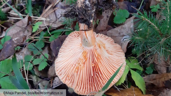 Lactarius semisanguifluus