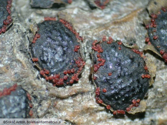 Dialonectria diatrypicola