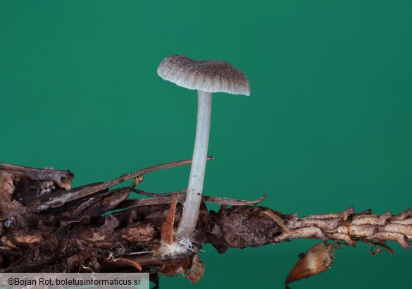 Mycena vulgaris
