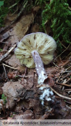 Calocybe ionides