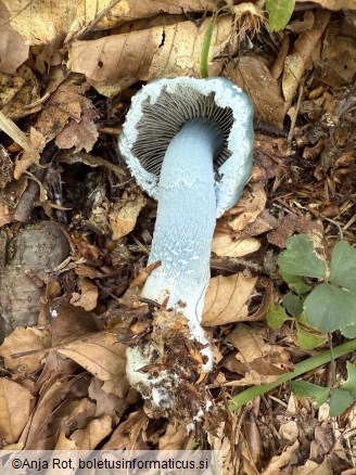 Stropharia aeruginosa