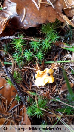 Cantharellus cibarius