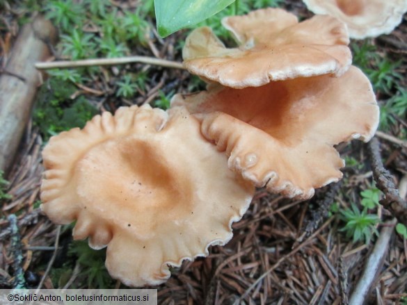 Infundibulicybe costata