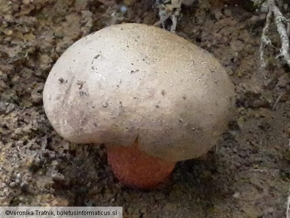 Boletus calopus