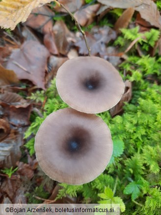 Pseudoclitocybe cyathiformis