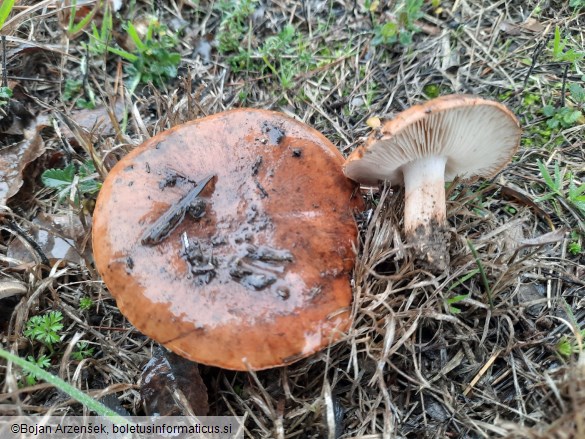 Tricholoma batschii