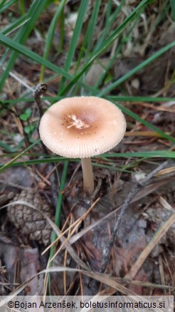 Amanita fulva