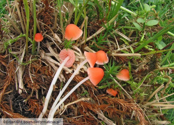 Mycena adonis