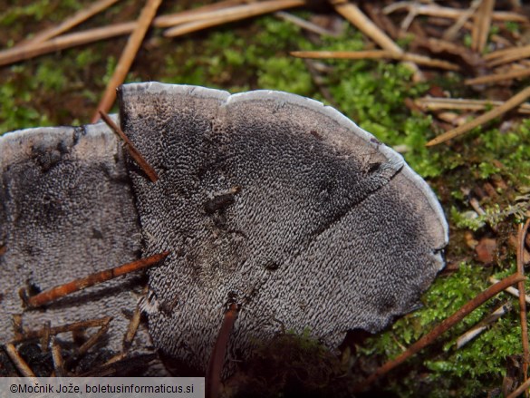 Phellodon niger