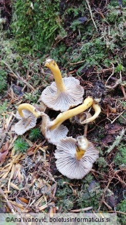 Cantharellus lutescens