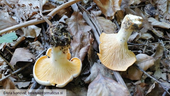 Cantharellus cibarius