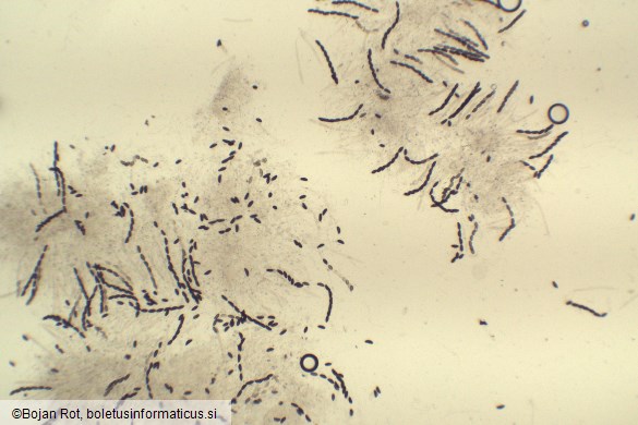 Hypoxylon fuscum