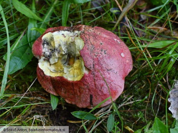 Rubroboletus rubrosanguineus