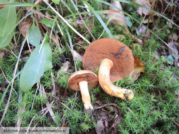 Chalciporus piperatus