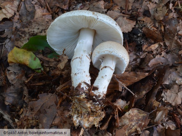 Lepiota ignivolvata