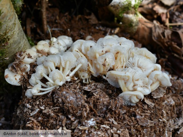 Flammulina filiformis