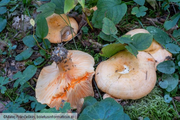 Lactarius salmonicolor