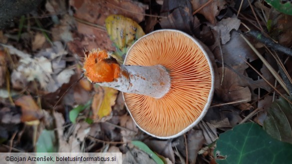 Lactarius quieticolor