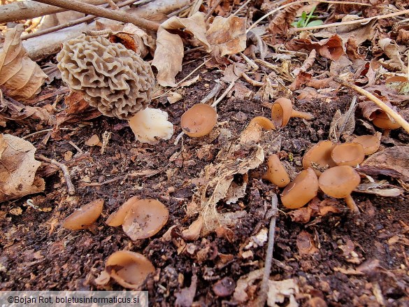 Stromatinia rapulum