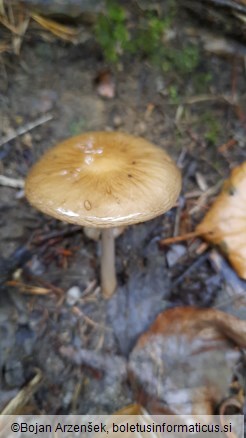 Hymenopellis radicata