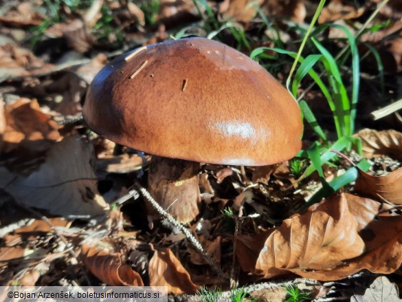 Suillus luteus