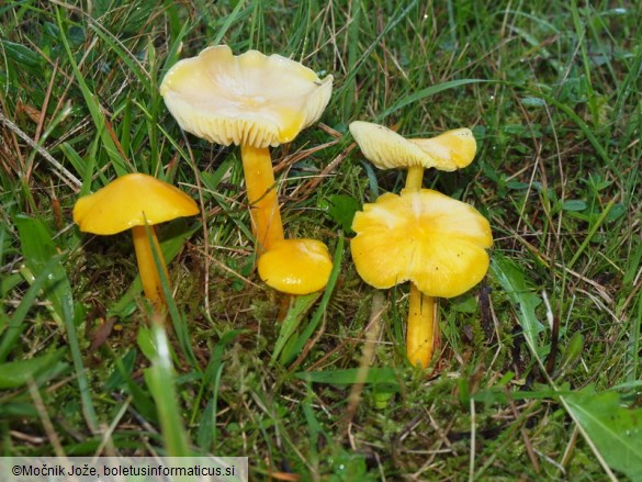 Hygrocybe chlorophana