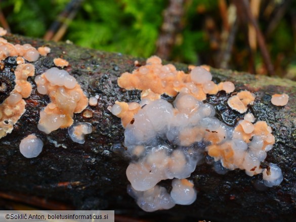 Tremella mycophaga