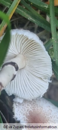 Lepiota lilacea