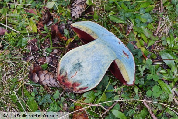 Rubroboletus rubrosanguineus