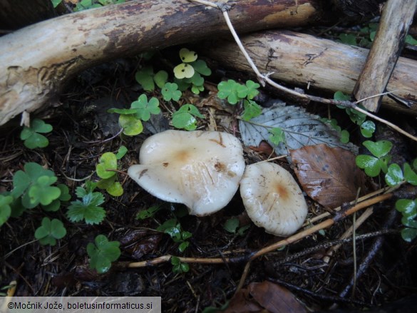 Pholiota lenta