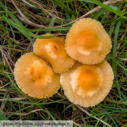 Marasmius oreades