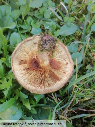 Paxillus involutus