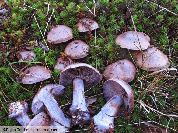 Thaxterogaster purpurascens