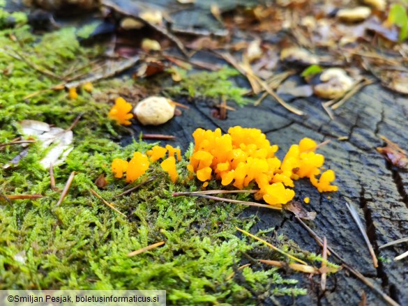 Dacrymyces chrysospermus