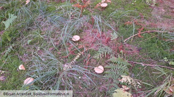 Paxillus involutus