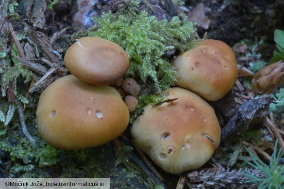 Pholiota vernalis