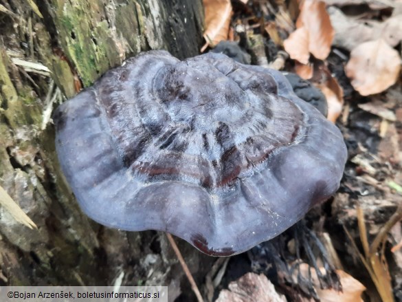 Ganoderma carnosum