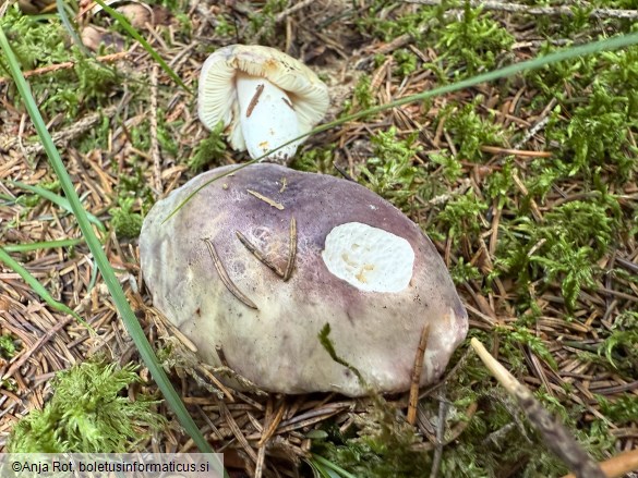 Russula amoena