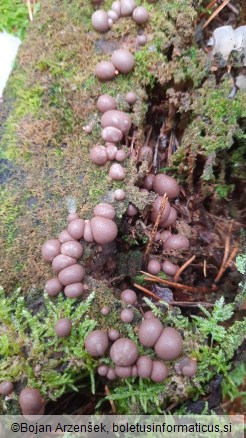 Lycogala epidendrum