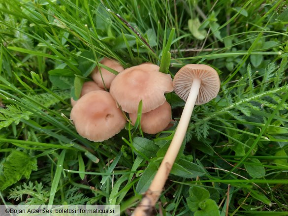 Marasmius oreades