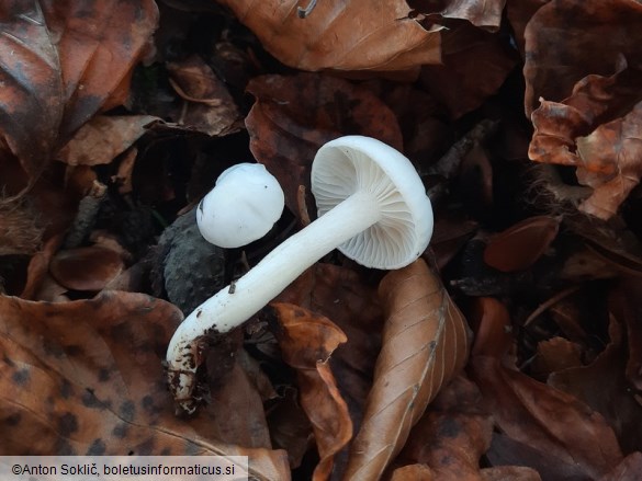 Hygrophorus eburneus