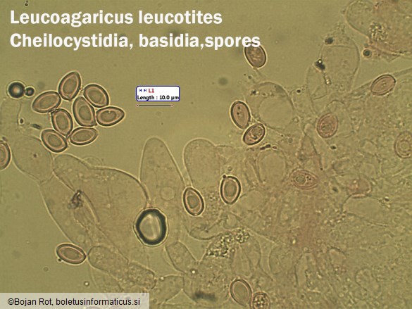 Leucoagaricus leucothites