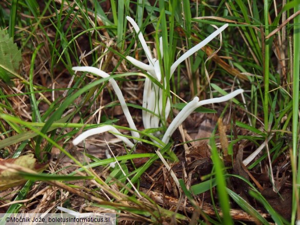 Clavaria fragilis