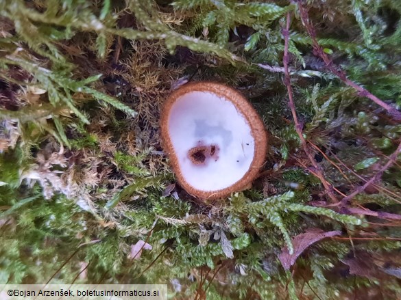 Humaria hemisphaerica