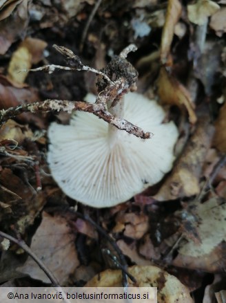 Megacollybia platyphylla