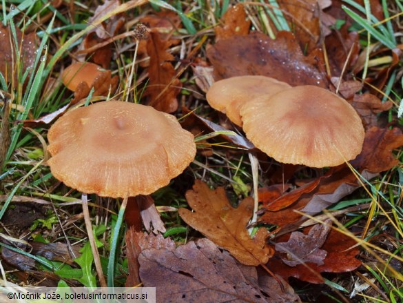 Laccaria laccata