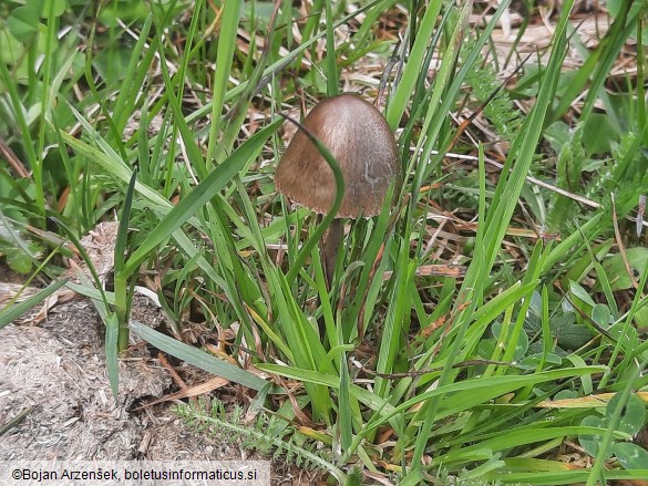 Panaeolus papilionaceus