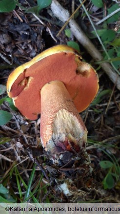 Neoboletus luridiformis