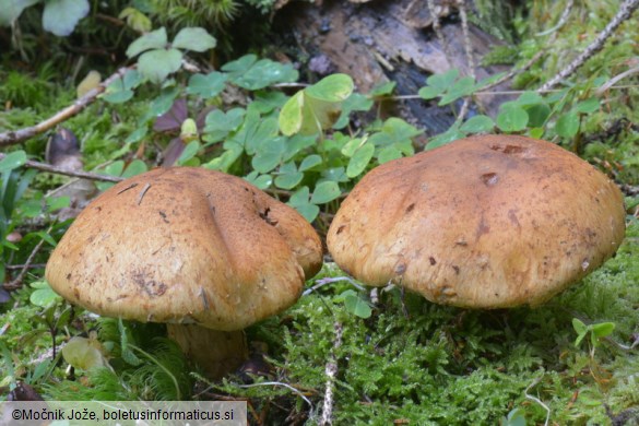 Cortinarius saginus