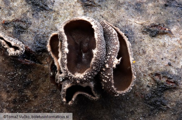 Encoelia fascicularis